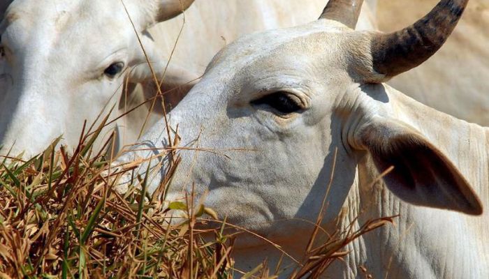 Ministério da Agricultura investiga suspeita de vaca louca